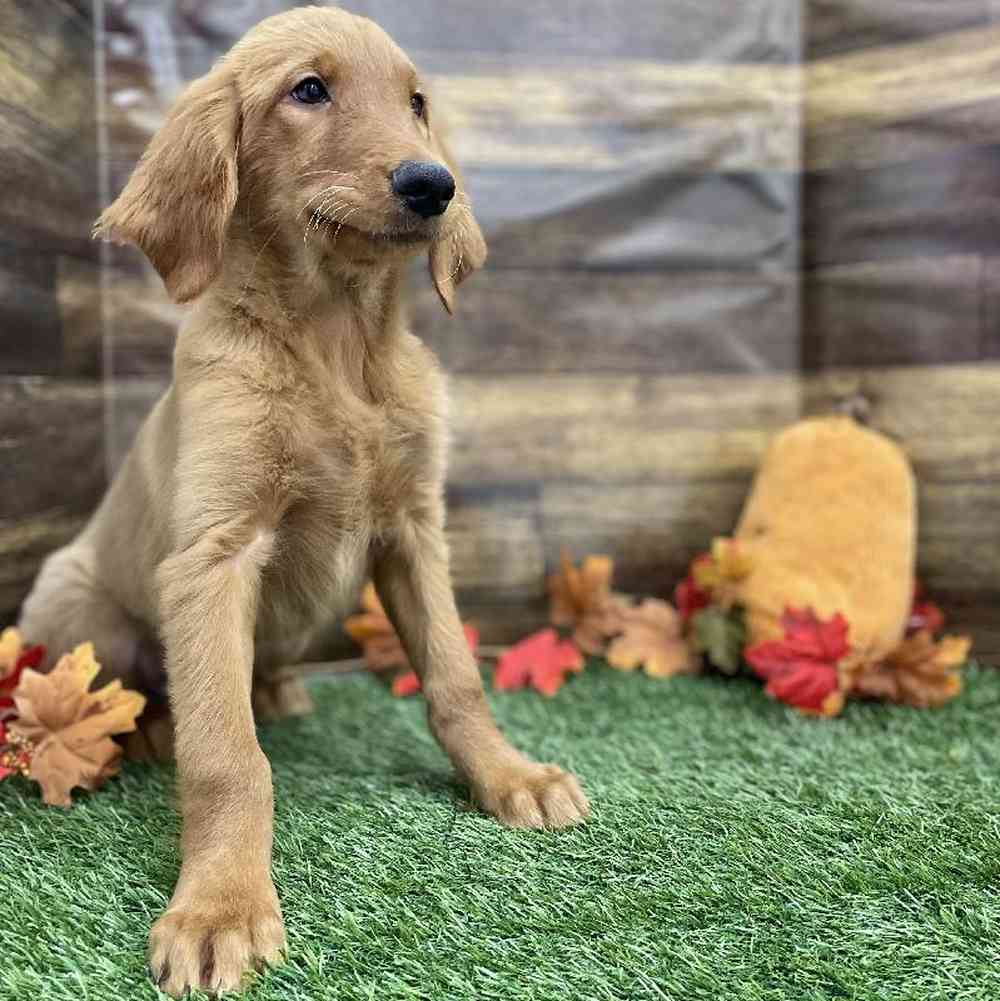 Female Golden Retriever Puppy for Sale in Braintree, MA