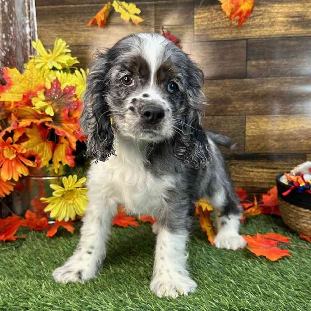 Male Cocker Spaniel Puppy for Sale in Saugus, MA