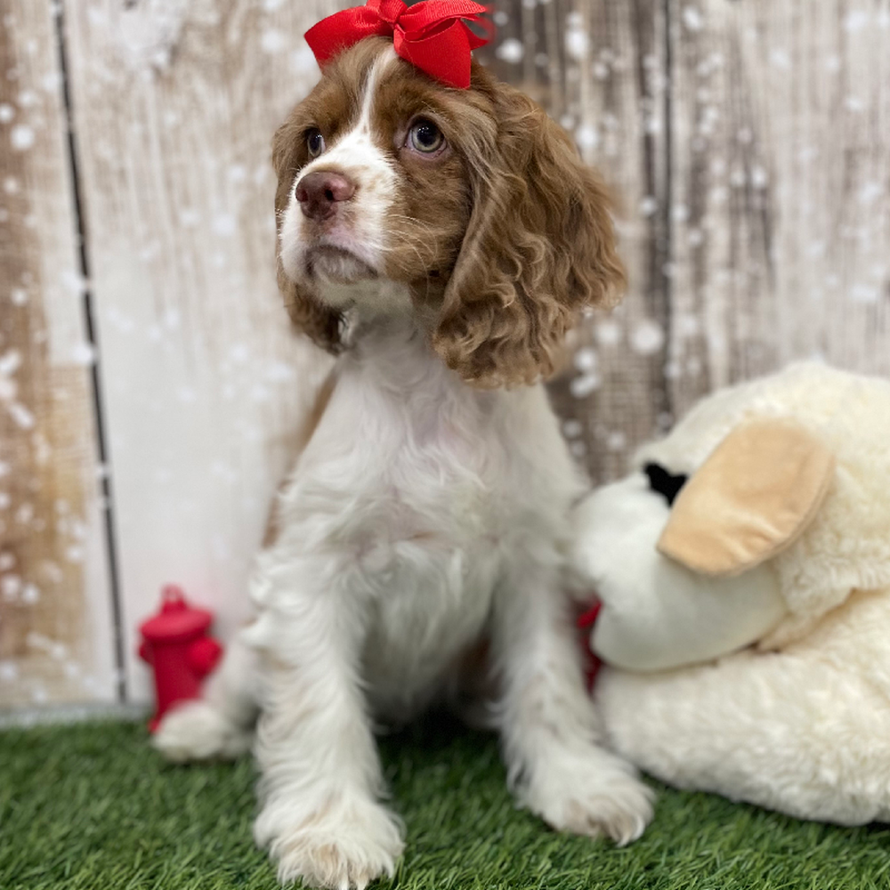 Female Cocker Spaniel Puppy for Sale in Braintree, MA