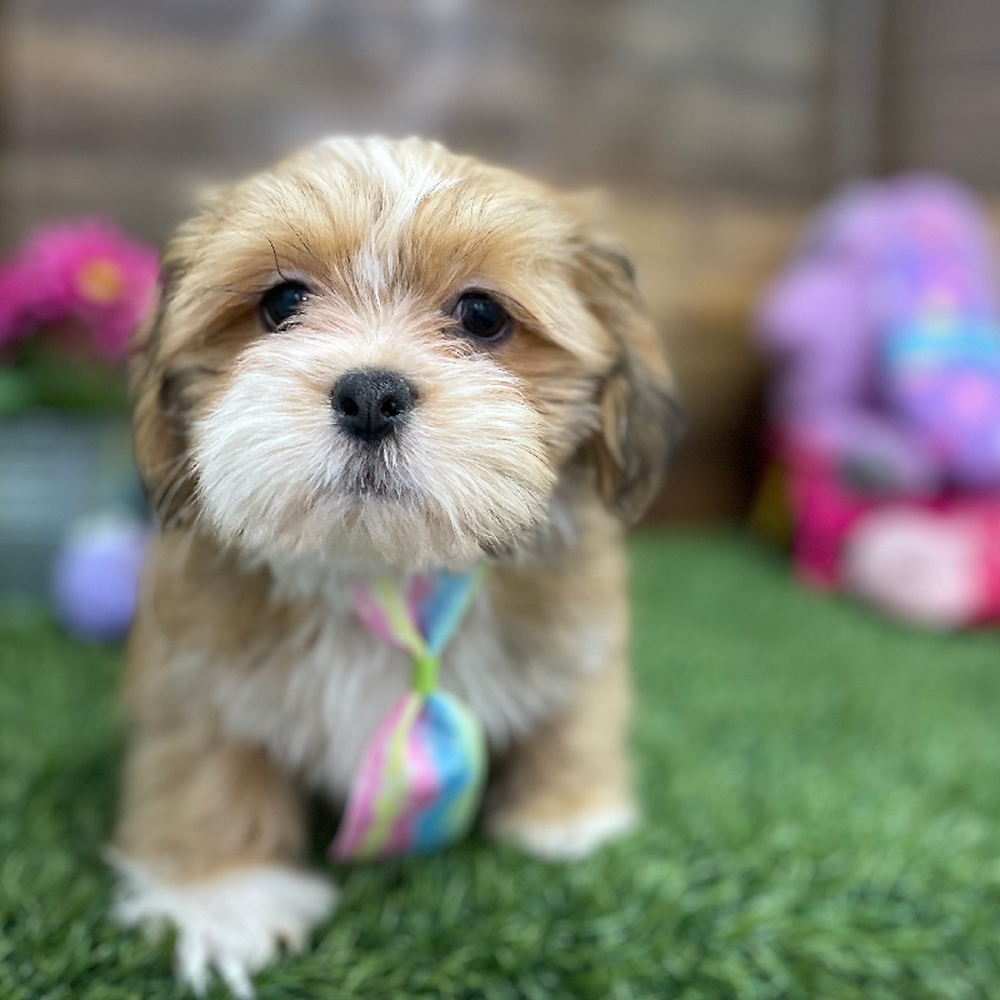 Male Lhasa Apso Puppy for Sale in Braintree, MA