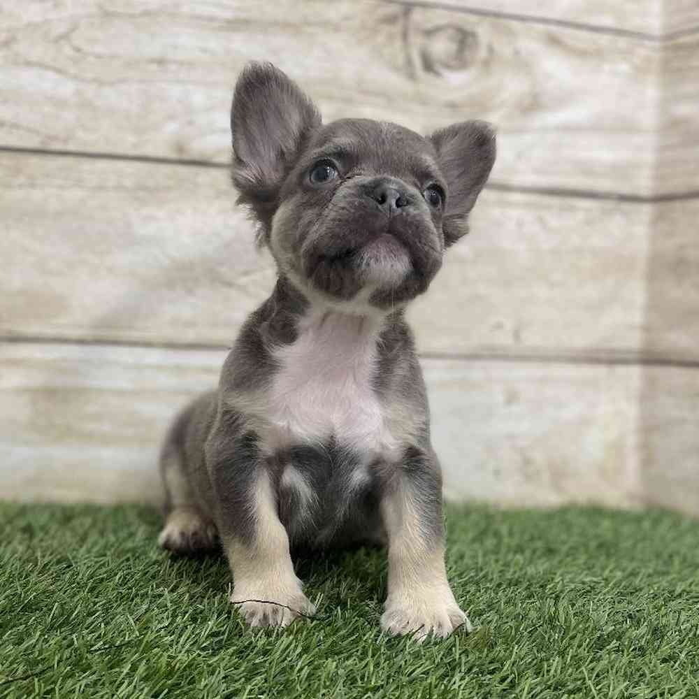 Male French Bulldog Puppy for Sale in Braintree, MA