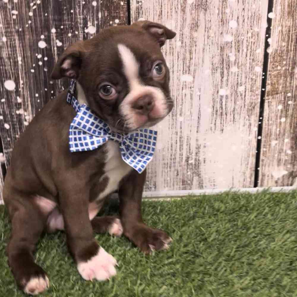 Boston Terrier For Sale Pet Express Saugus