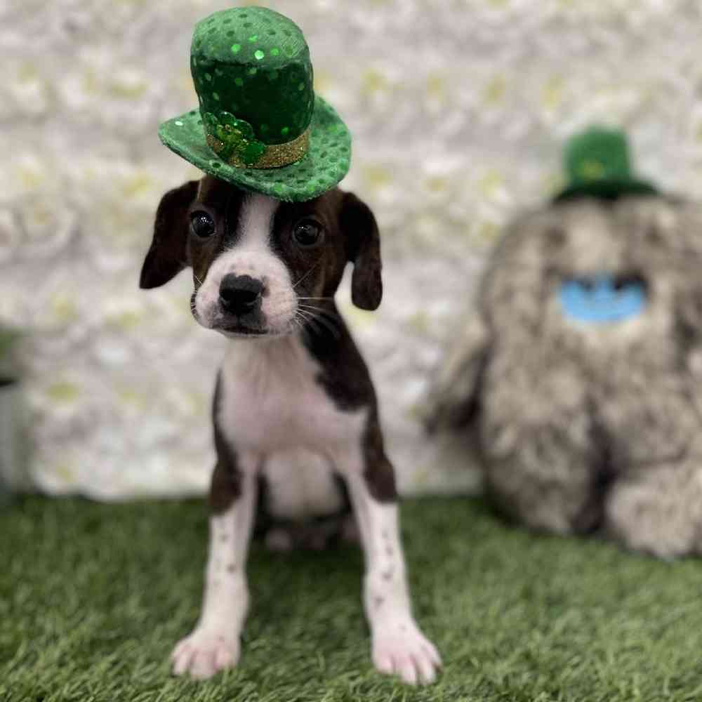 Male Boglen Terrier Puppy for Sale in Braintree, MA