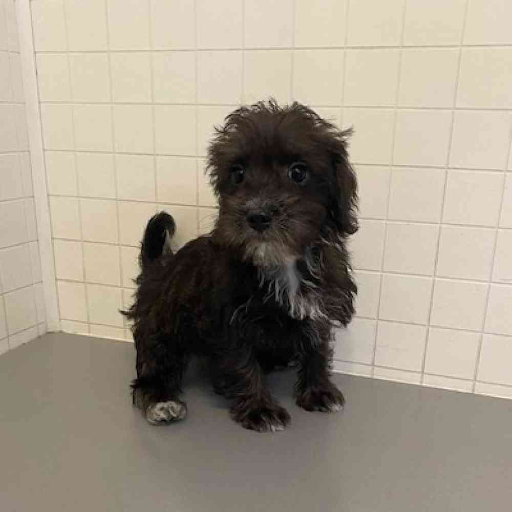Female Schnoodle Puppy for sale