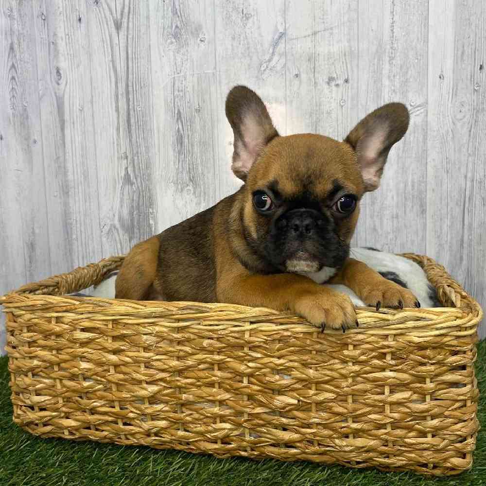 Male French Bulldog Puppy for Sale in Saugus, MA