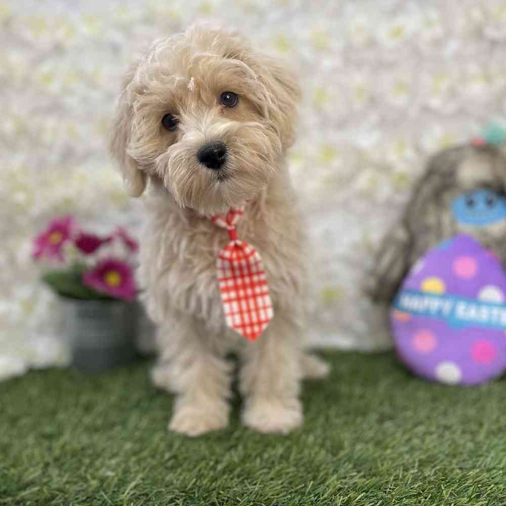 Male Schnoodle Puppy for Sale in Braintree, MA