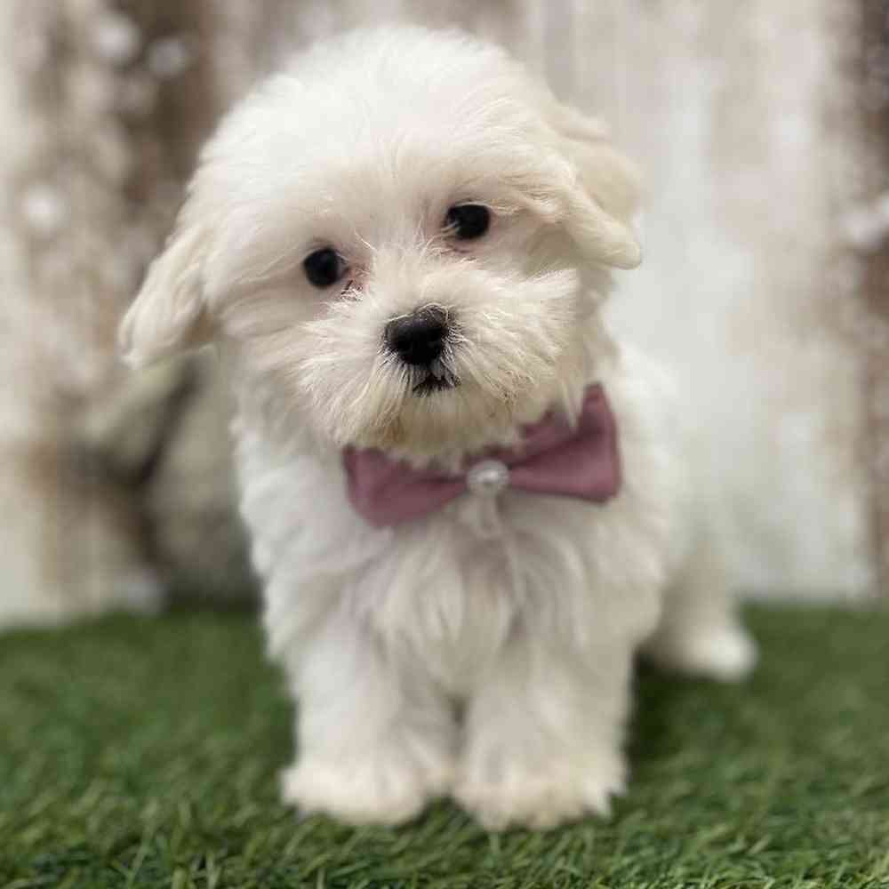 Female Havamalt Puppy for Sale in Braintree, MA