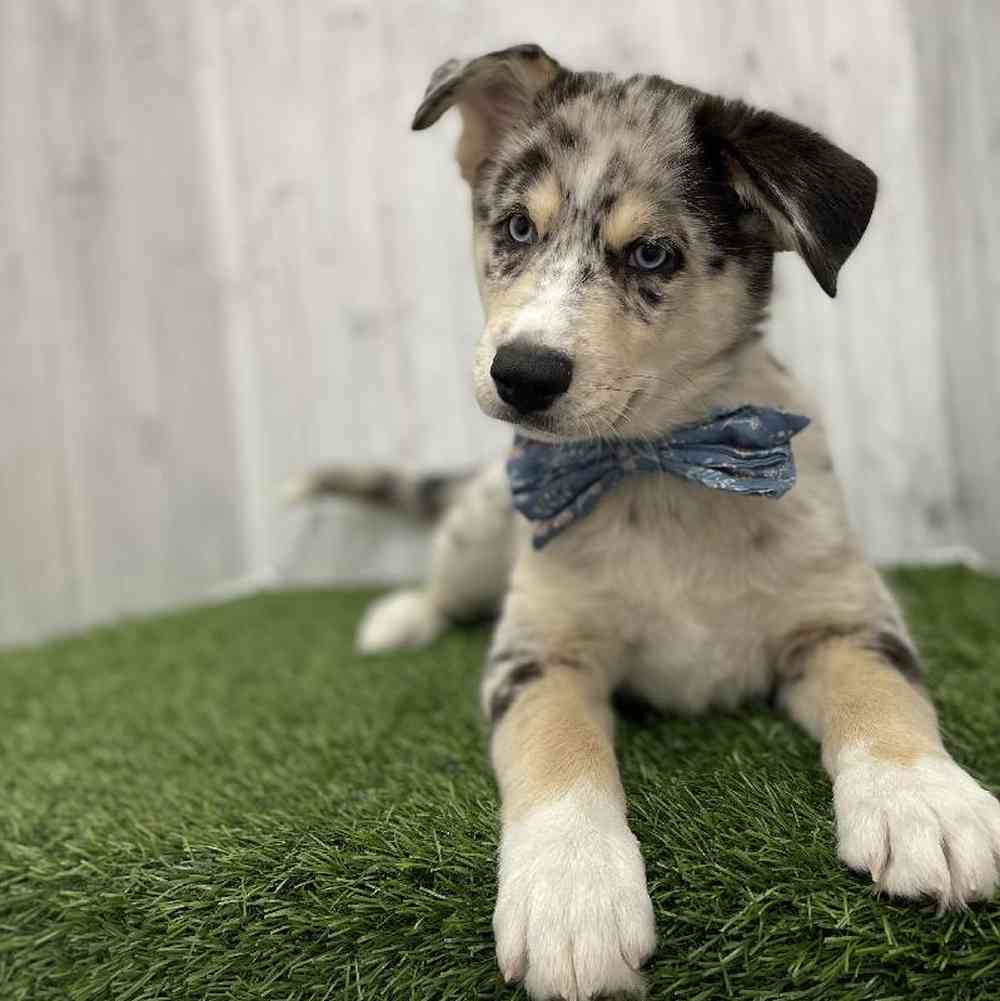 Male Australian Husky Puppy for Sale in Braintree, MA