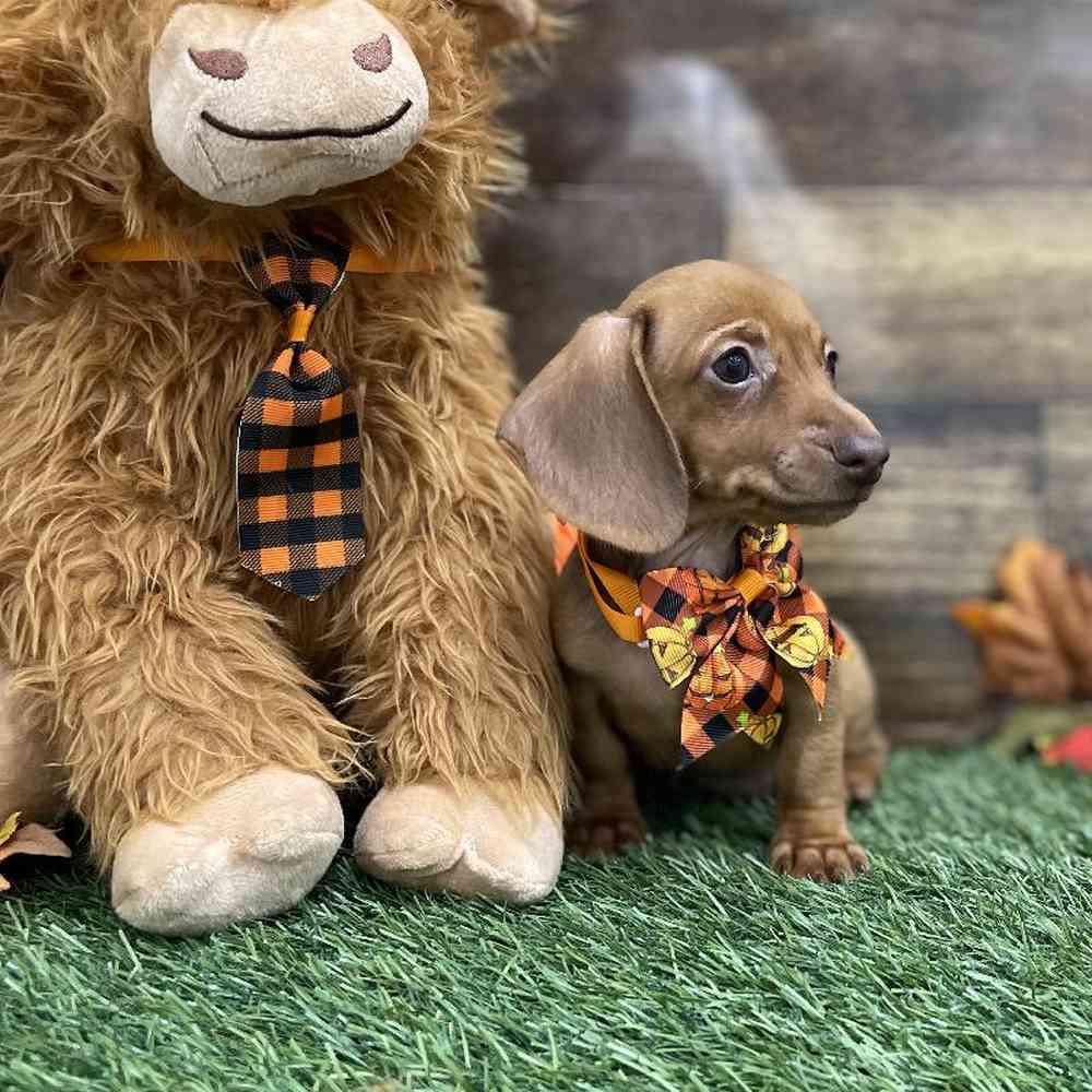 Male Dachshund Puppy for Sale in Braintree, MA