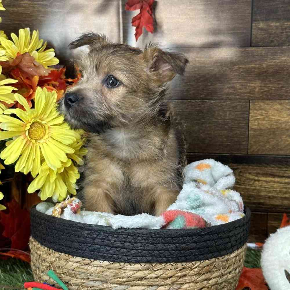 Male Cairn Terrier Puppy for Sale in Saugus, MA