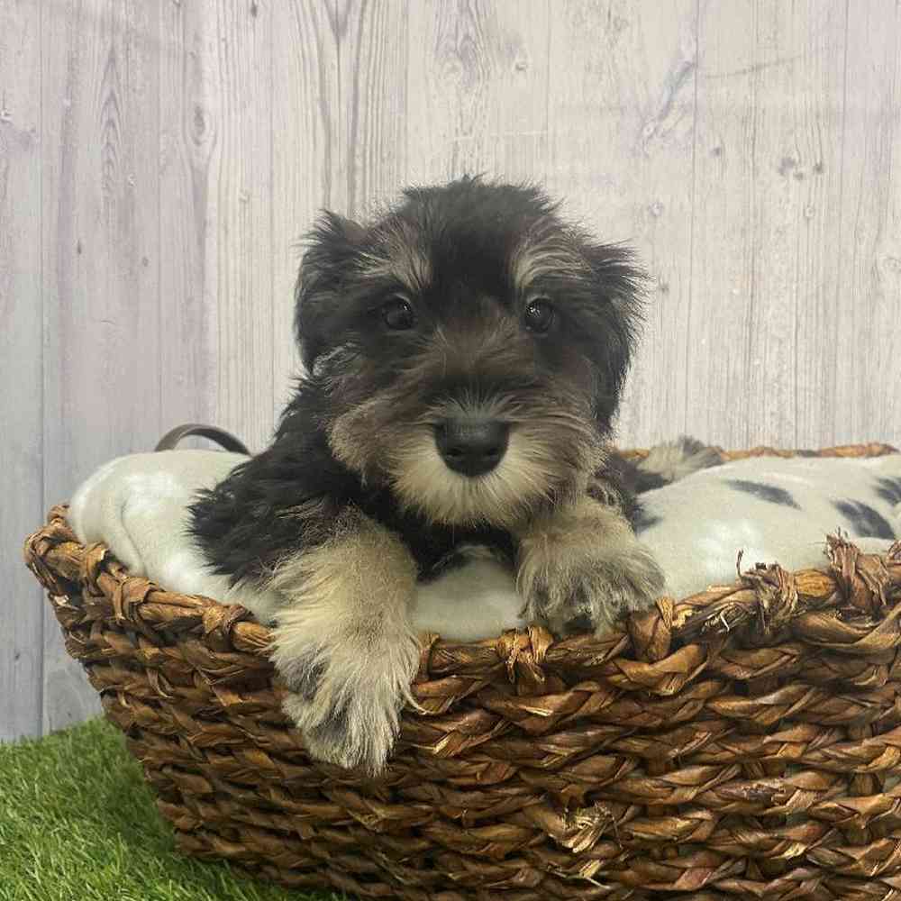 Male Miniature Schnauzer Puppy for Sale in Saugus, MA