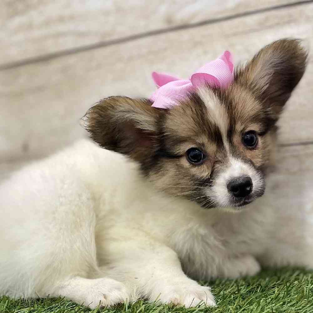 Female Papillon Puppy for Sale in Braintree, MA