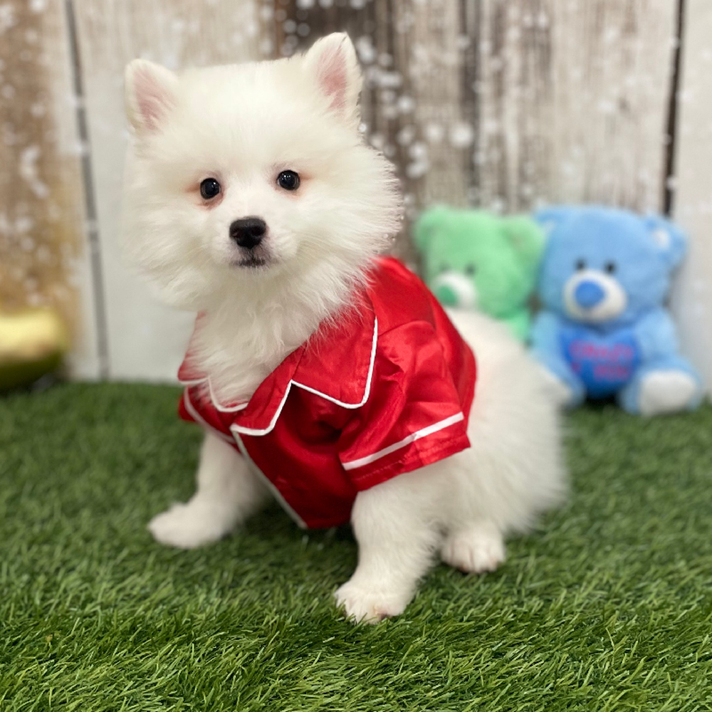 Male American Eskimo Puppy for Sale in Braintree, MA