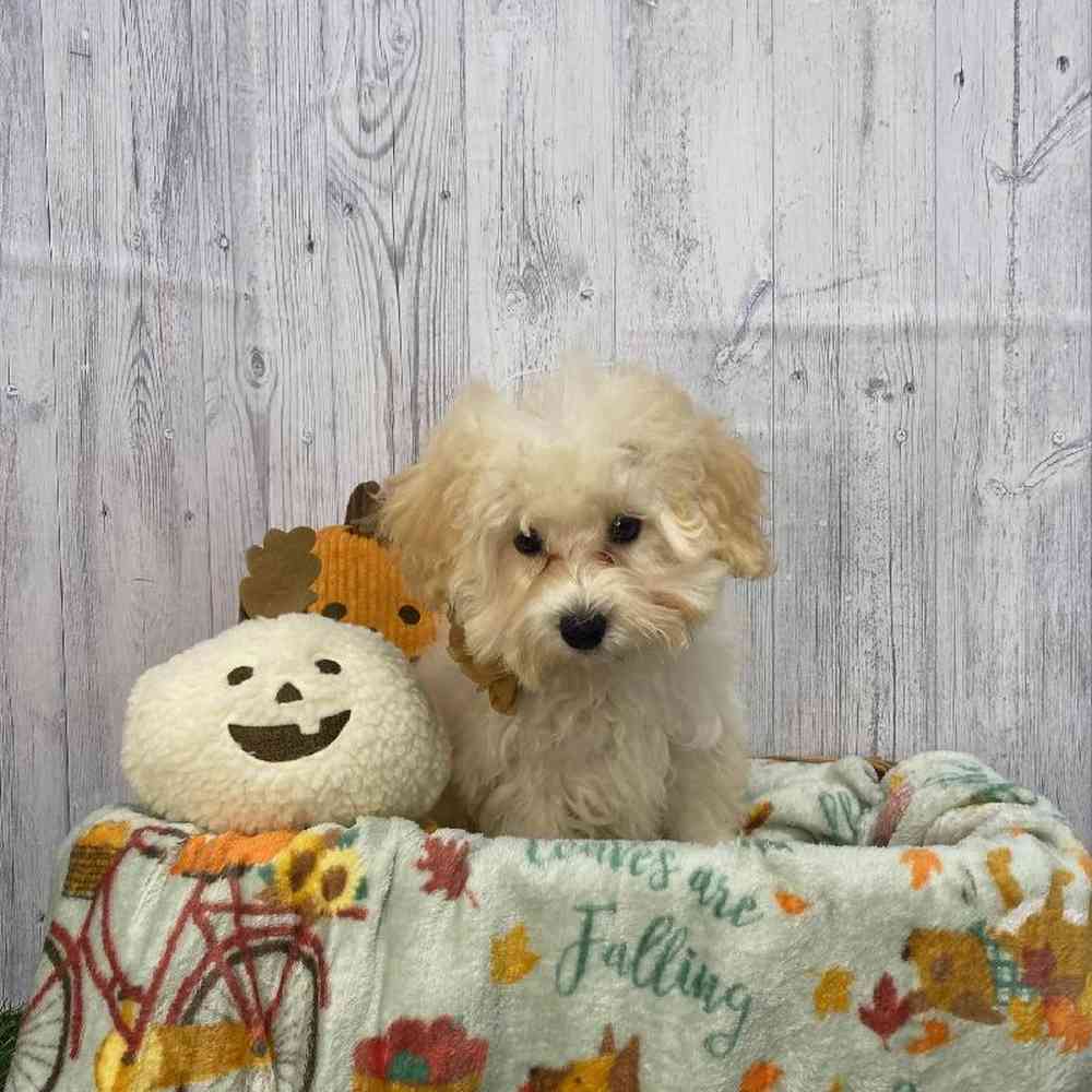 Female Poodle Toy Puppy for Sale in Saugus, MA