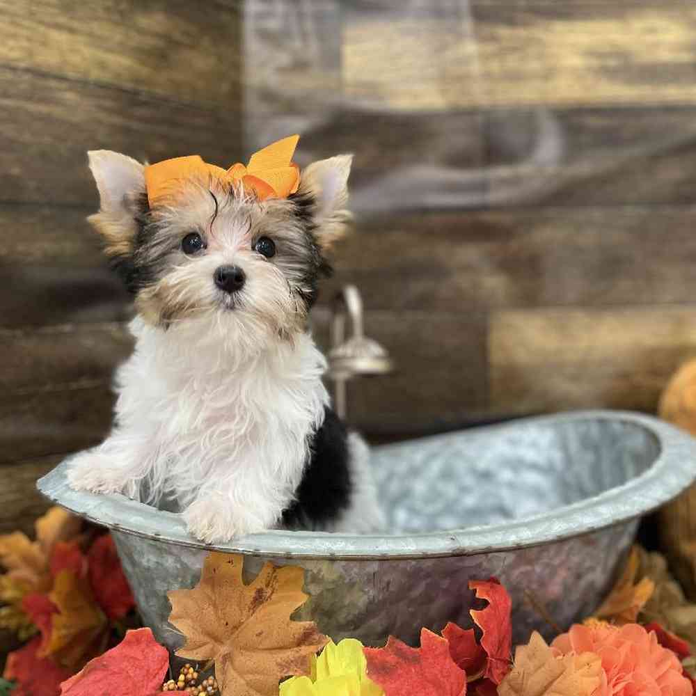 Female Yorkshire Terrier Puppy for Sale in Braintree, MA
