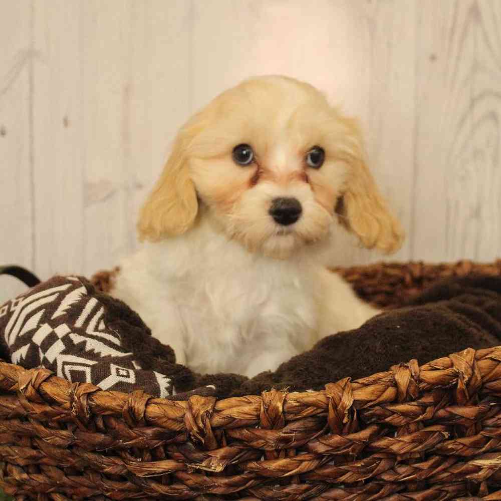 Male Cavachon Puppy for Sale in Saugus, MA