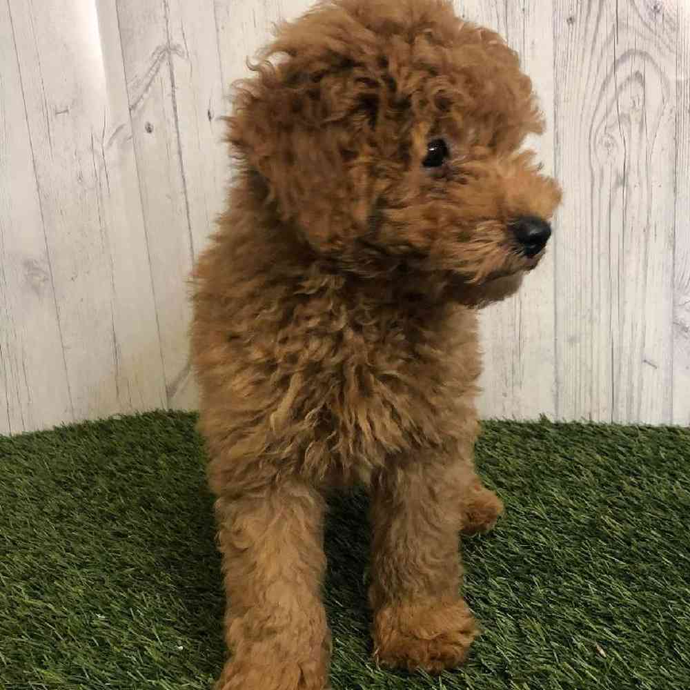 Male Mini Goldendoodle Puppy for sale
