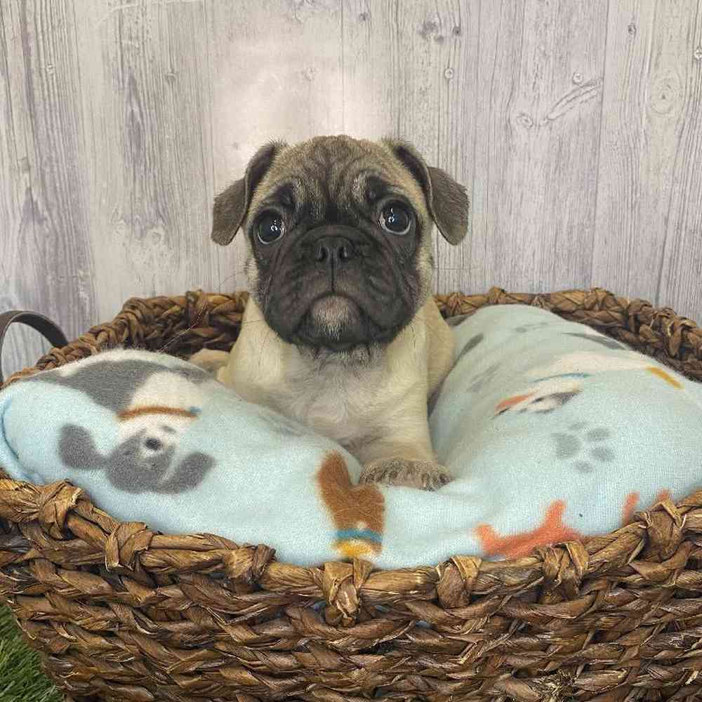 Male Frug Puppy for Sale in Saugus, MA