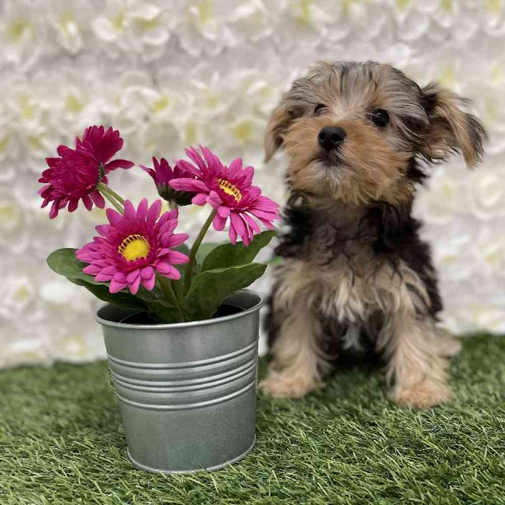 Male Yorkshire Terrier Puppy for Sale in Braintree, MA