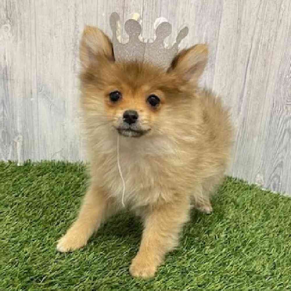 Female Pomeranian Puppy for Sale in Braintree, MA