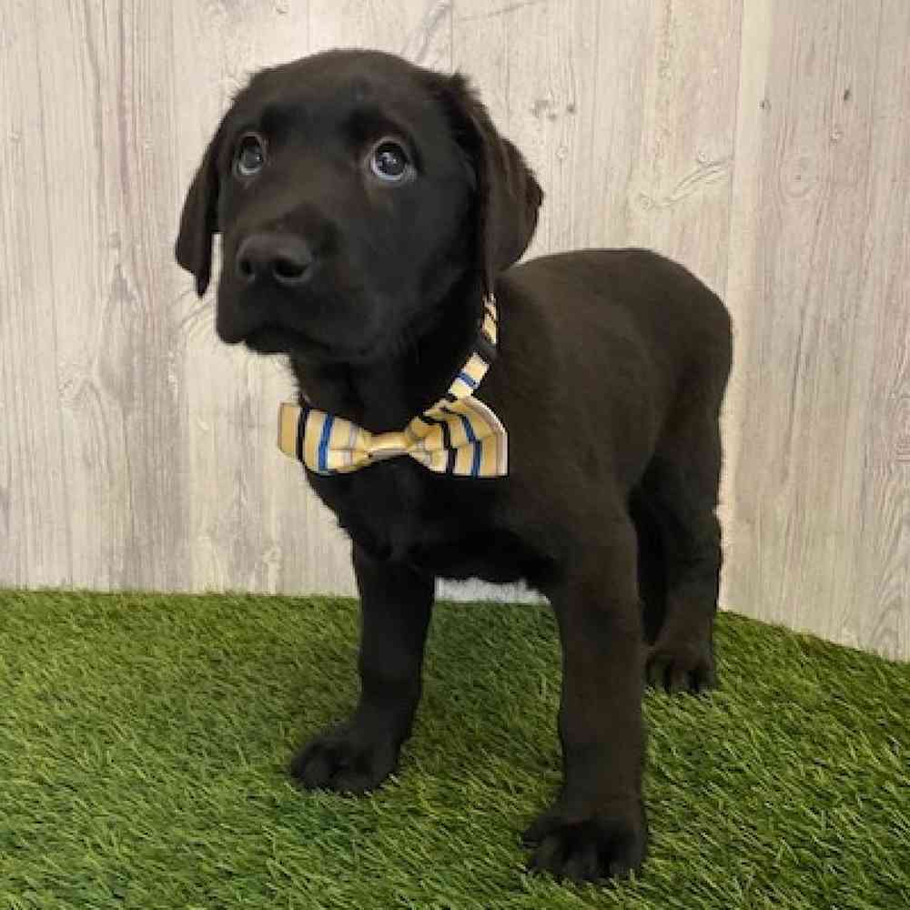 Male Labrador Retriever Puppy for sale