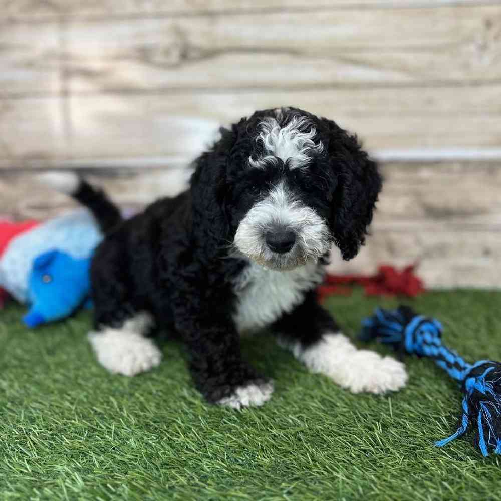 Male Mini Sheepadoodle 2nd Gen Puppy for Sale in Saugus, MA