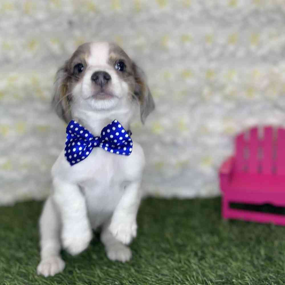 Male Chiweenie Puppy for Sale in Braintree, MA