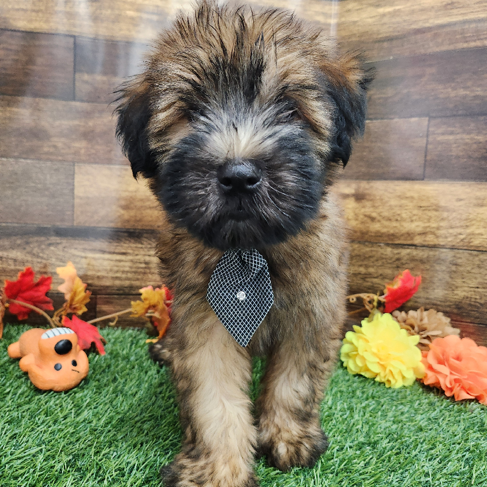Male Soft Coated Wheaten Terrier Puppy for Sale in Braintree, MA