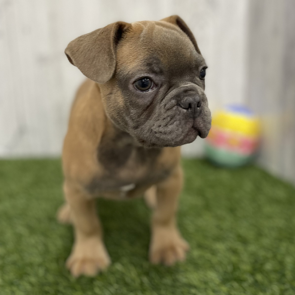 Male French Bulldog Puppy for Sale in Braintree, MA