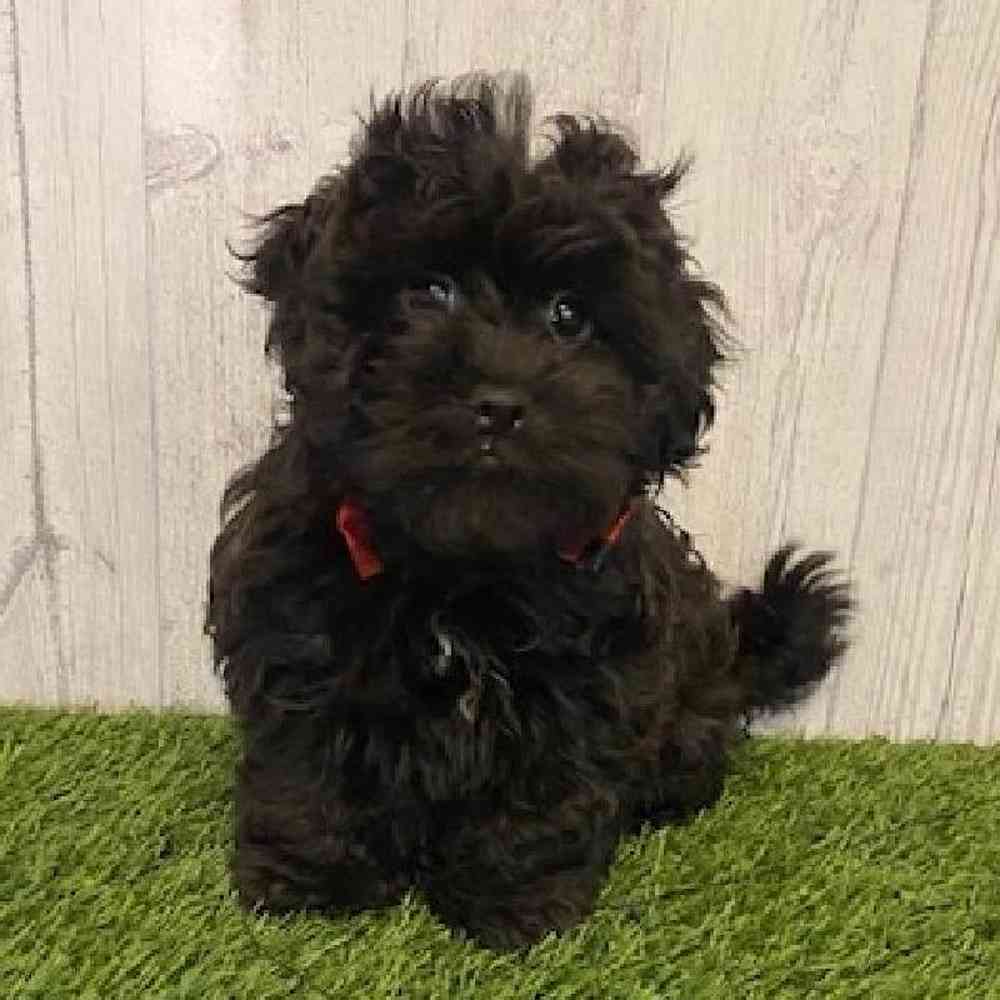 Male Shih-Poo Puppy for Sale in Saugus, MA