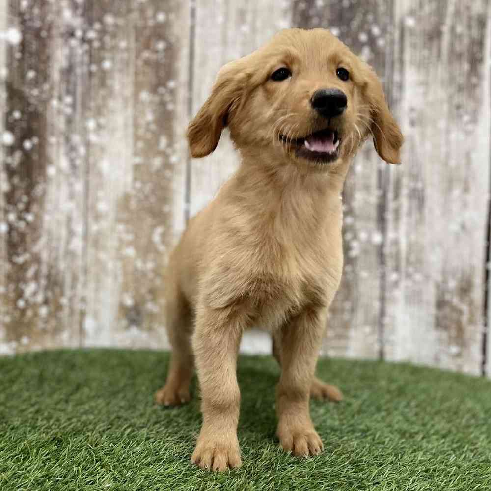 Female Golden Retriever Puppy for Sale in Braintree, MA