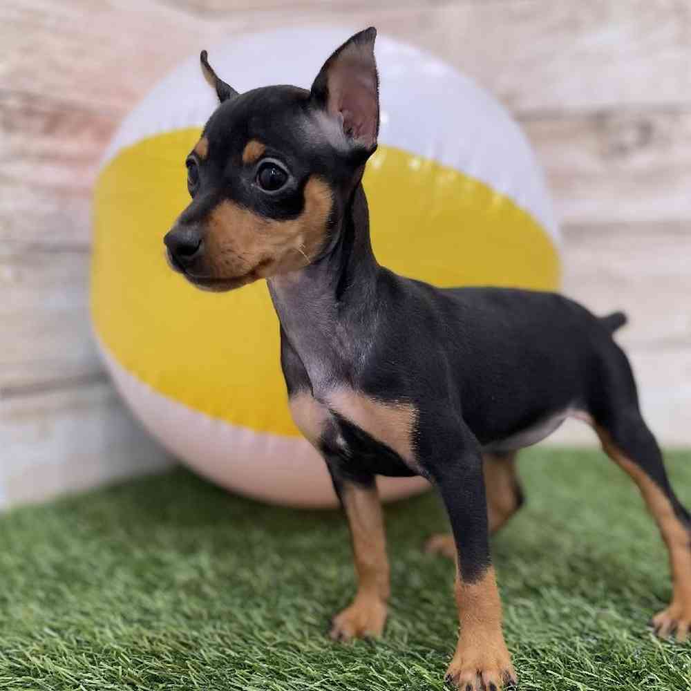 Female Miniature Pinscher Puppy for Sale in Braintree, MA