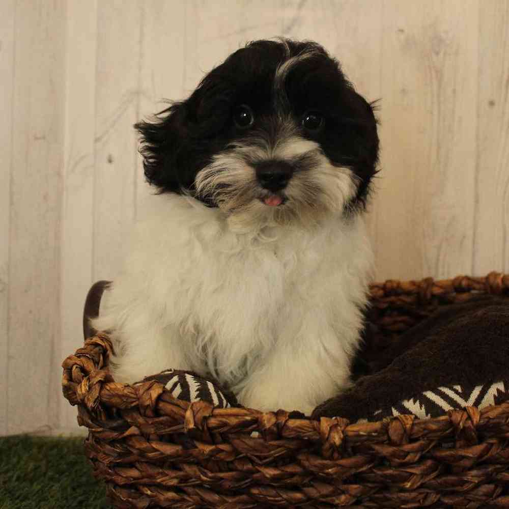 Male Shih-Poo Puppy for Sale in Saugus, MA