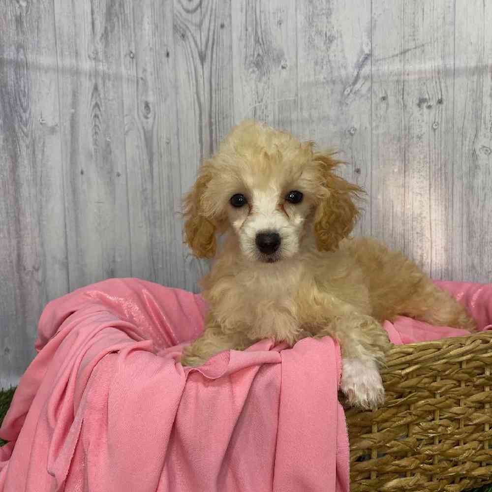 Female Poodle Toy Puppy for Sale in Saugus, MA