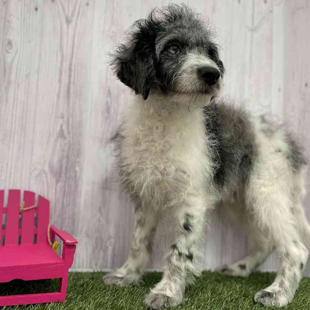 Male Mini Goldendoodle 2nd Gen Puppy for Sale in Braintree, MA