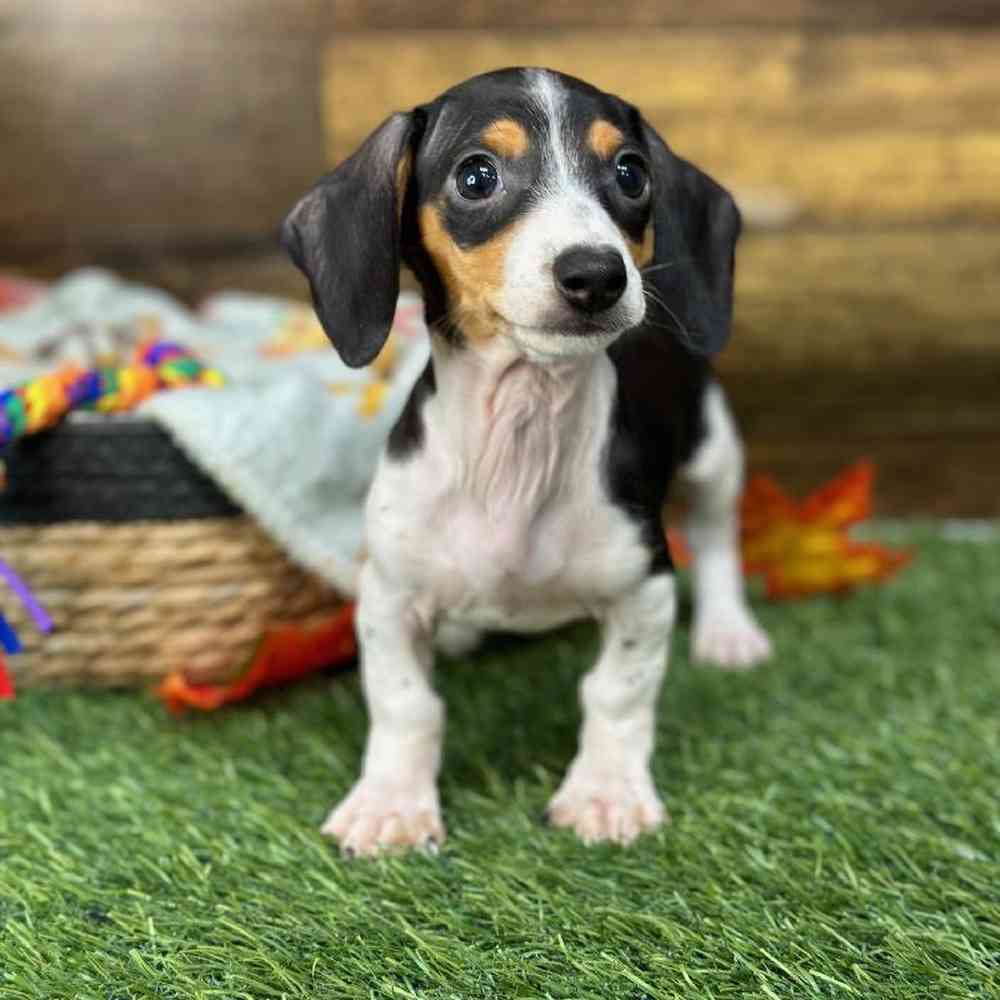 Male Dachshund Puppy for Sale in Saugus, MA