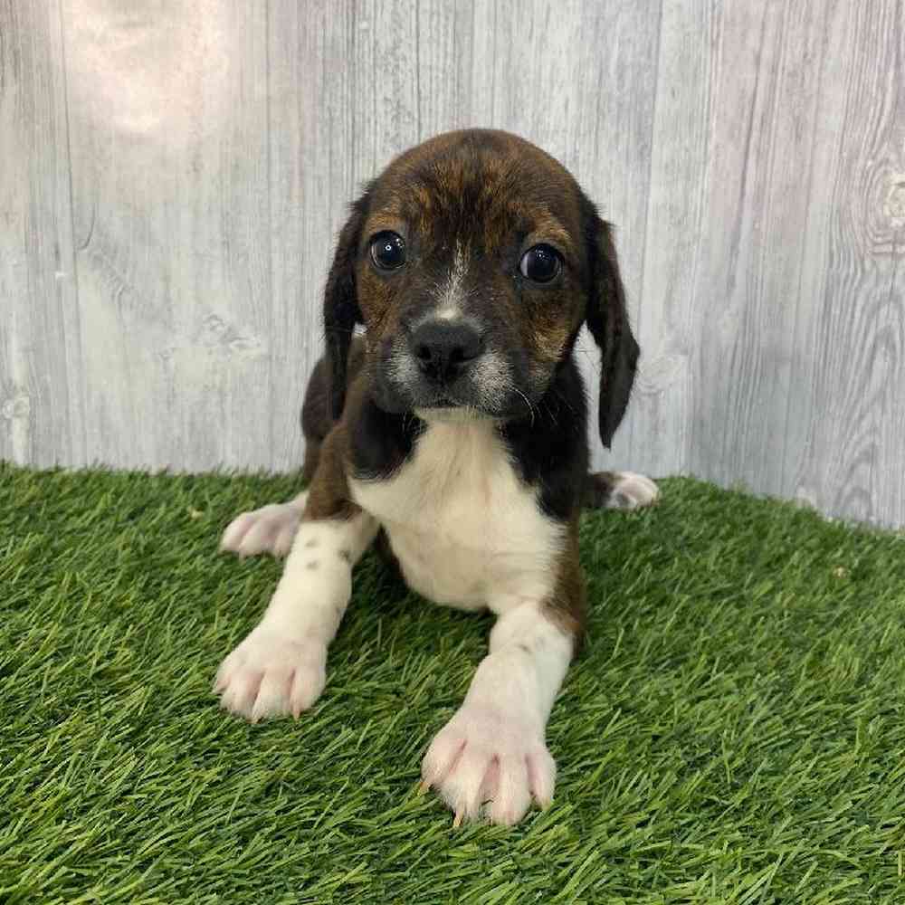 Female Boglen Terrier Puppy for Sale in Saugus, MA