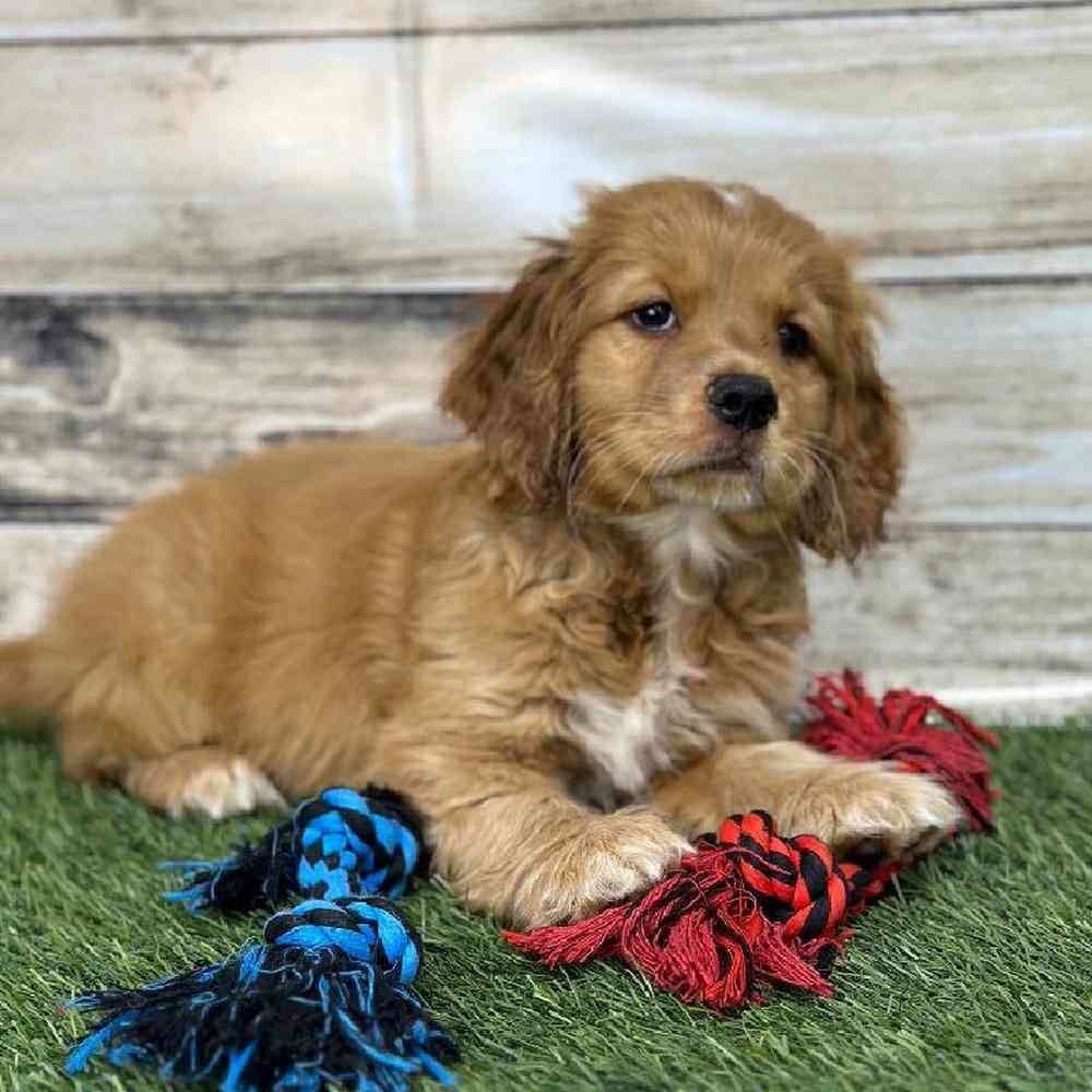 Male Golden Cocker Retriever Puppy for Sale in Saugus, MA