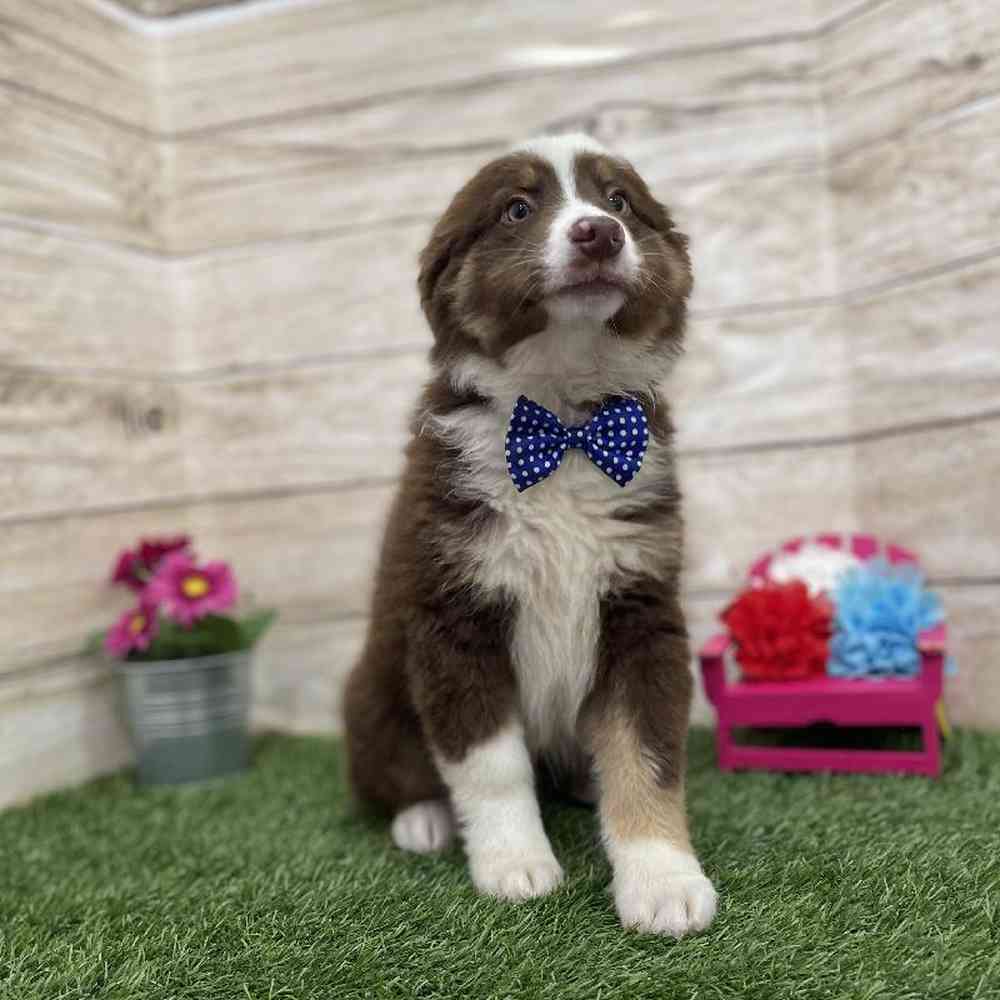 Male Miniature Australian Shepherd Puppy for Sale in Braintree, MA