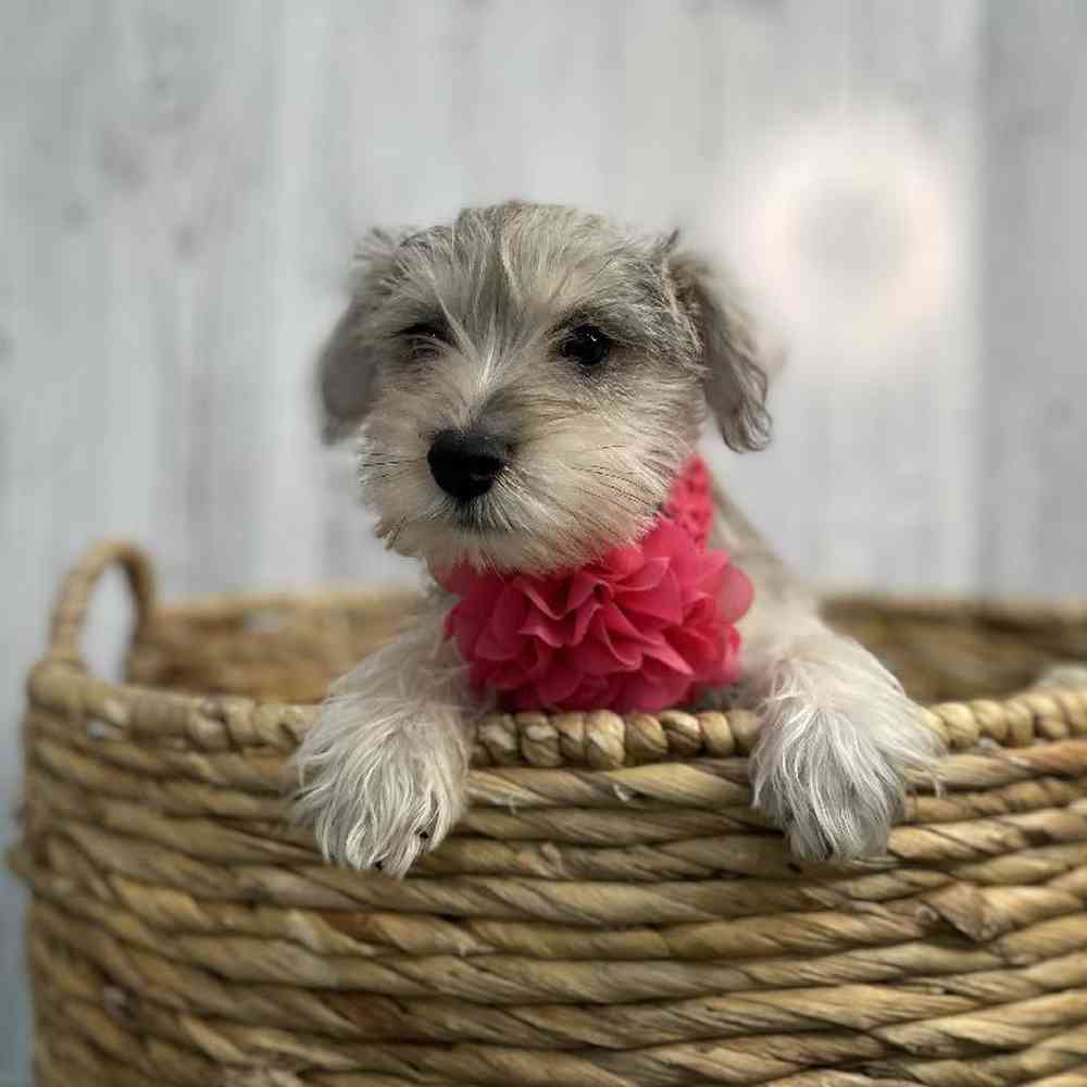 Female Miniature Schnauzer Puppy for sale