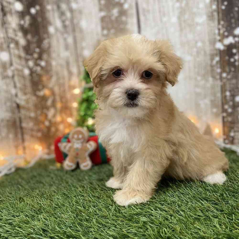 Female Malti-Poo Puppy for Sale in Braintree, MA