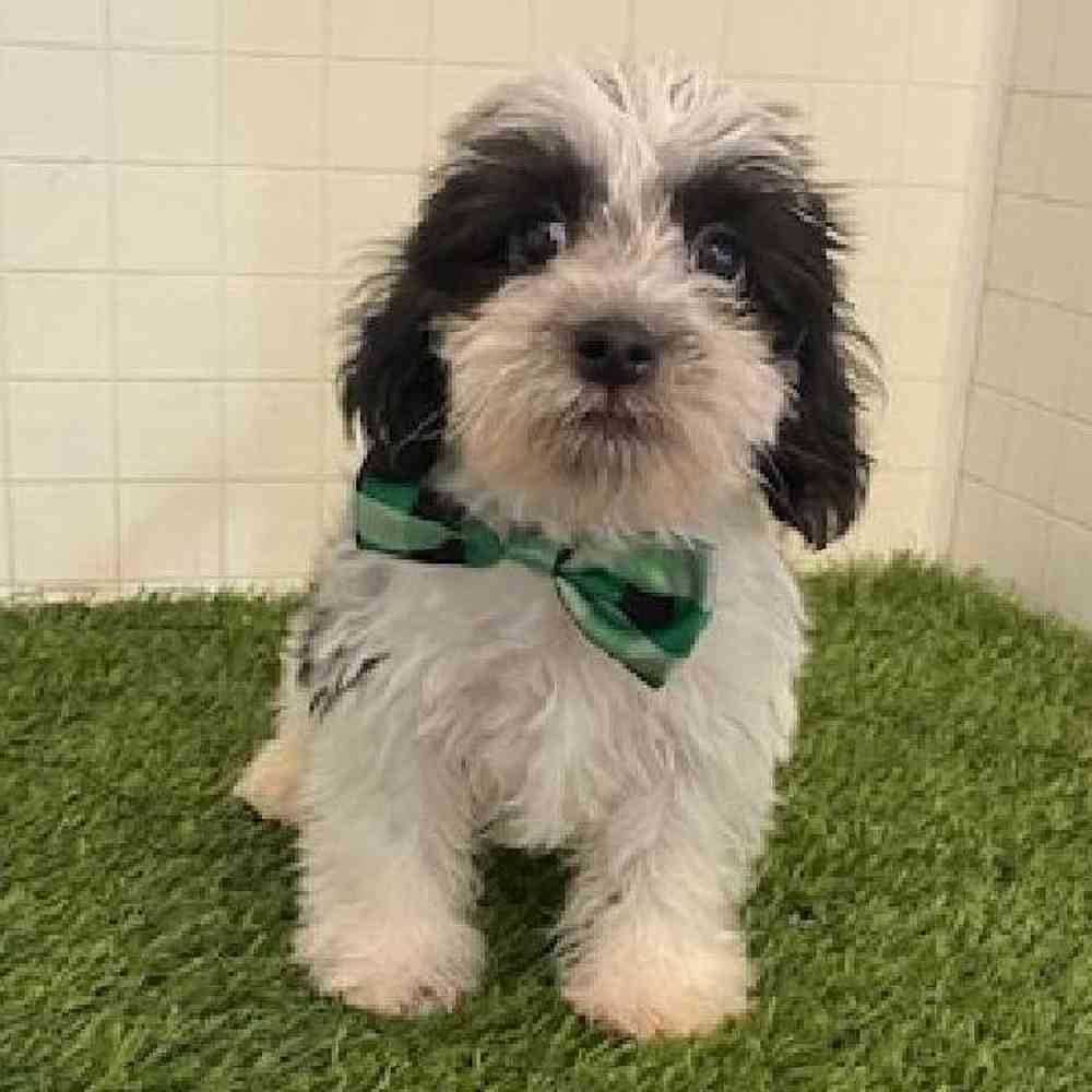 Male Yorkie-Poo Puppy for sale