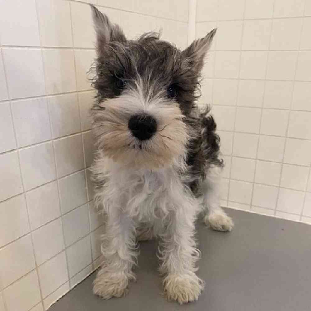 Male Miniature Schnauzer Puppy for sale