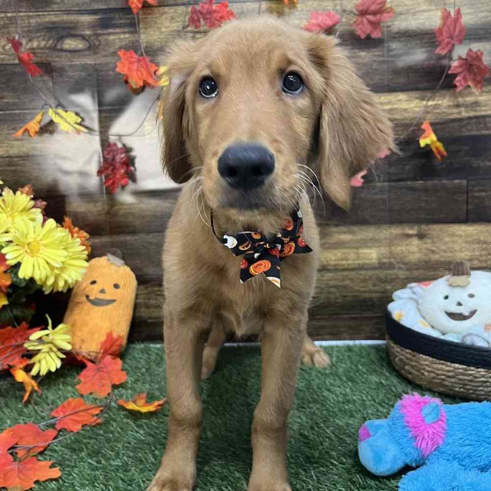 Male Golden Retriever Puppy for Sale in Saugus, MA