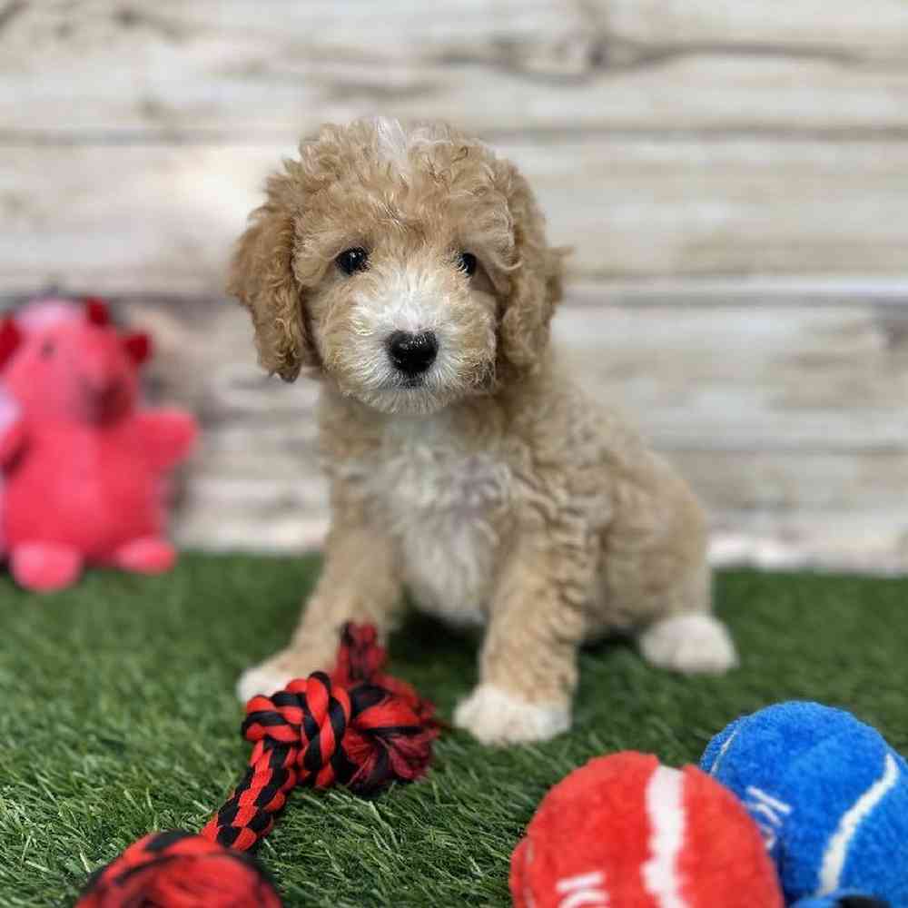 Male Poodle (MINI) Puppy for Sale in Saugus, MA
