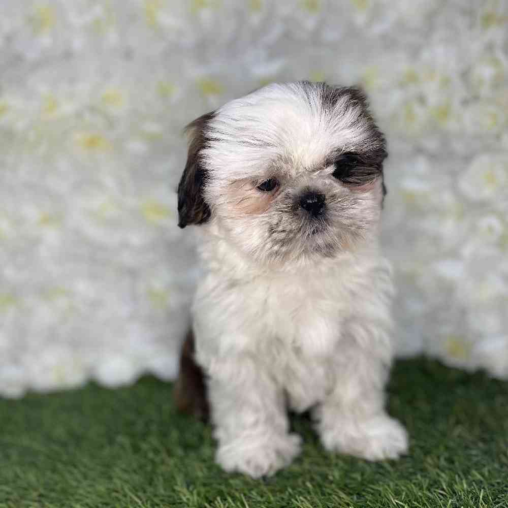 Female Shih Tzu Puppy for Sale in Braintree, MA