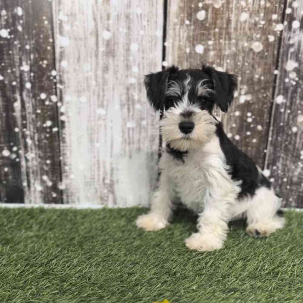 Male Miniature Schnauzer Puppy for Sale in Saugus, MA