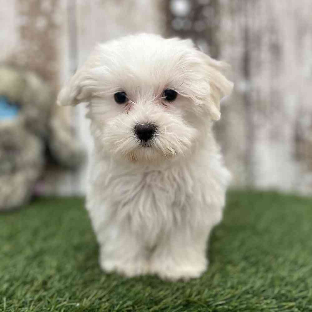 Female Havamalt Puppy for Sale in Braintree, MA