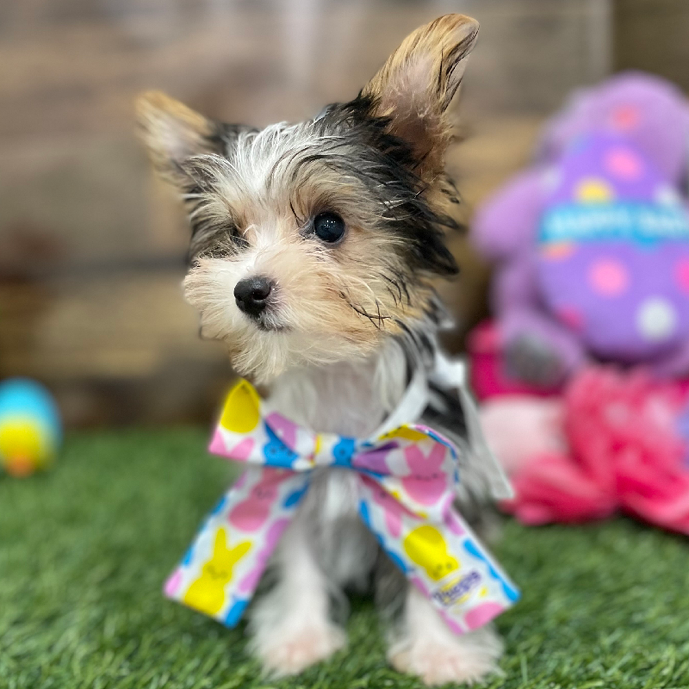 Female Yorkshire Terrier Puppy for Sale in Braintree, MA