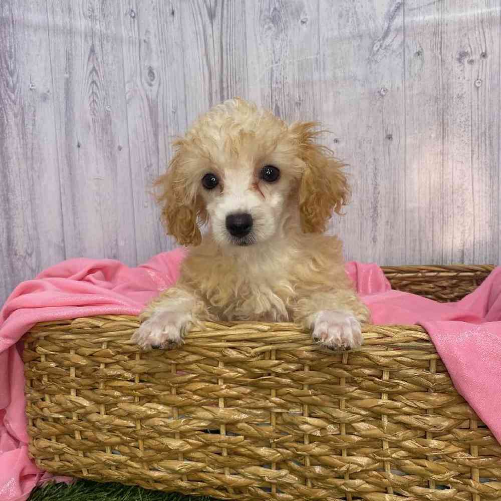Female Poodle Toy Puppy for Sale in Saugus, MA
